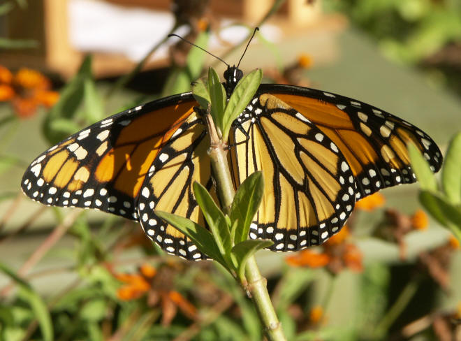 Male monarch, bottom view