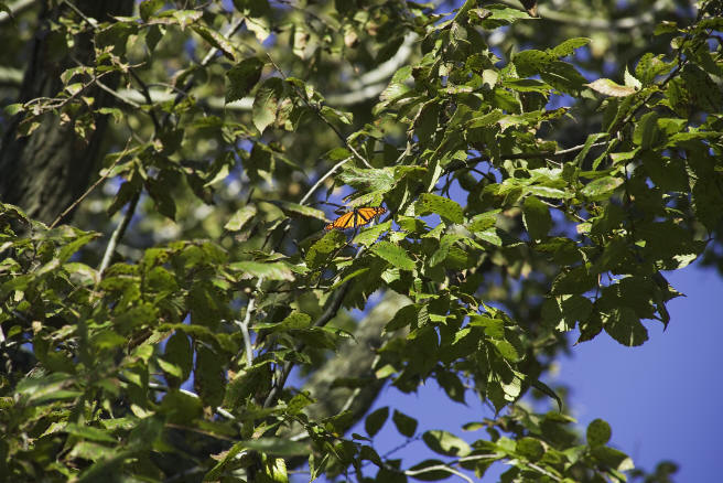 Monarch butterfly in tree