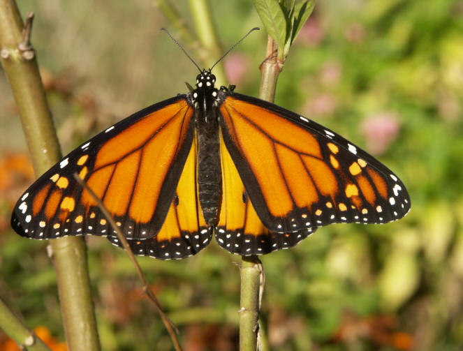 Male monarch, top view