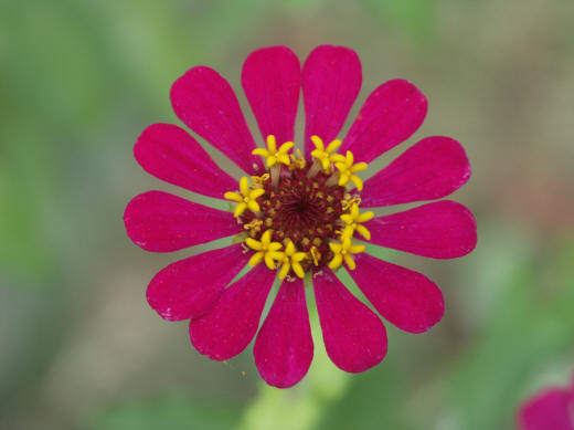 red zennia, close-up photo
