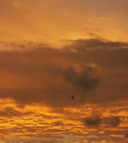 Bird flying in the sunset light
