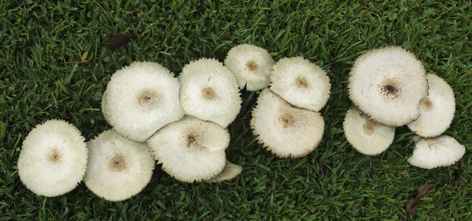 Psychedelic Mushrooms Alabama - All Mushroom Info